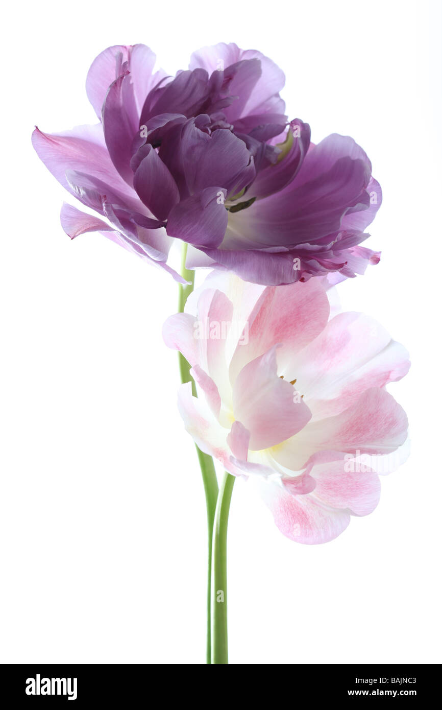 Due tulipani lilla perfezione e Mount Tacoma disposti su uno sfondo bianco Foto Stock