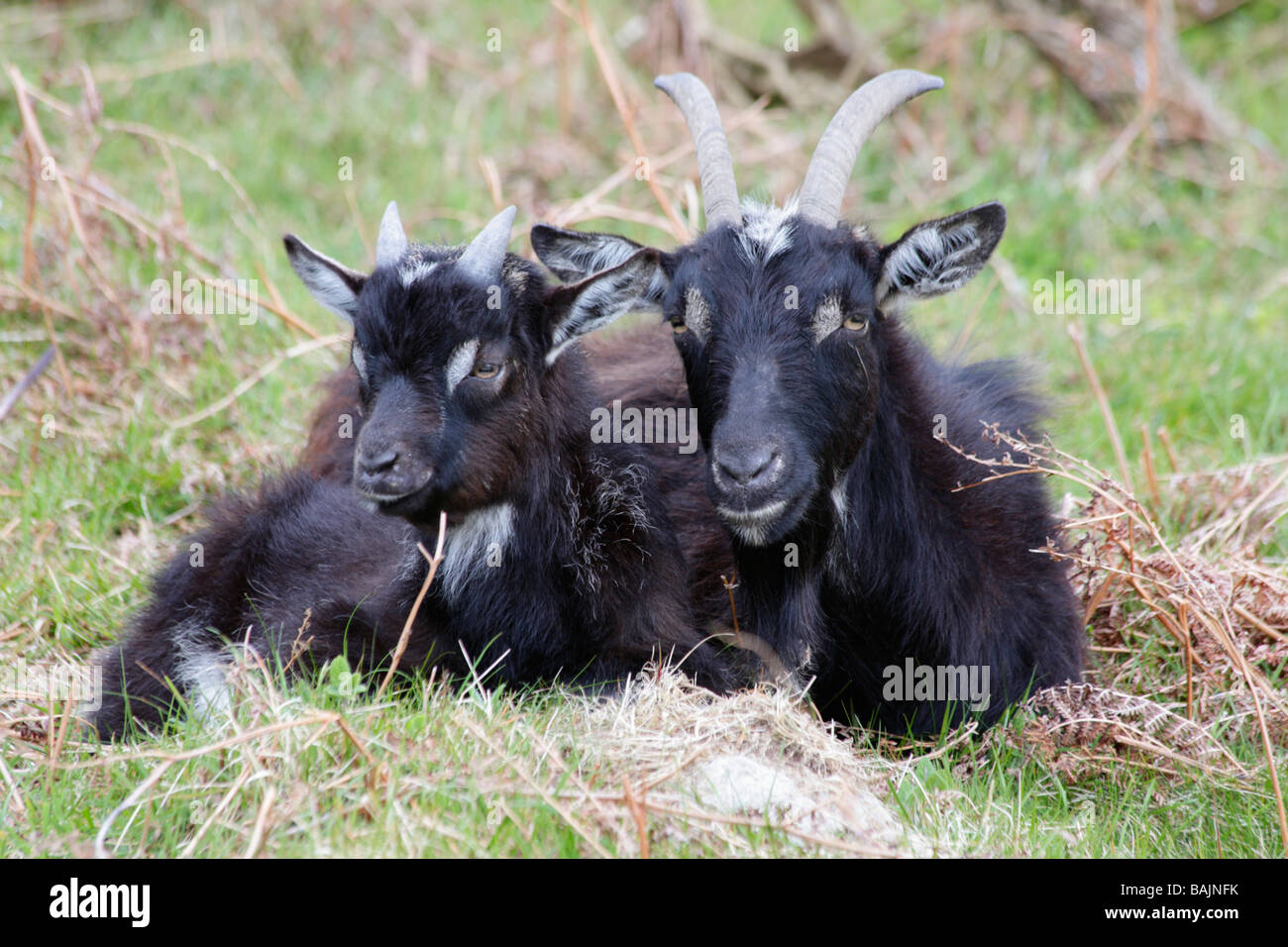 I giovani di capretto e Nanny, selvatici selvatici capre di nero. Valle di rocce, Lynton, North Devon. Foto Stock