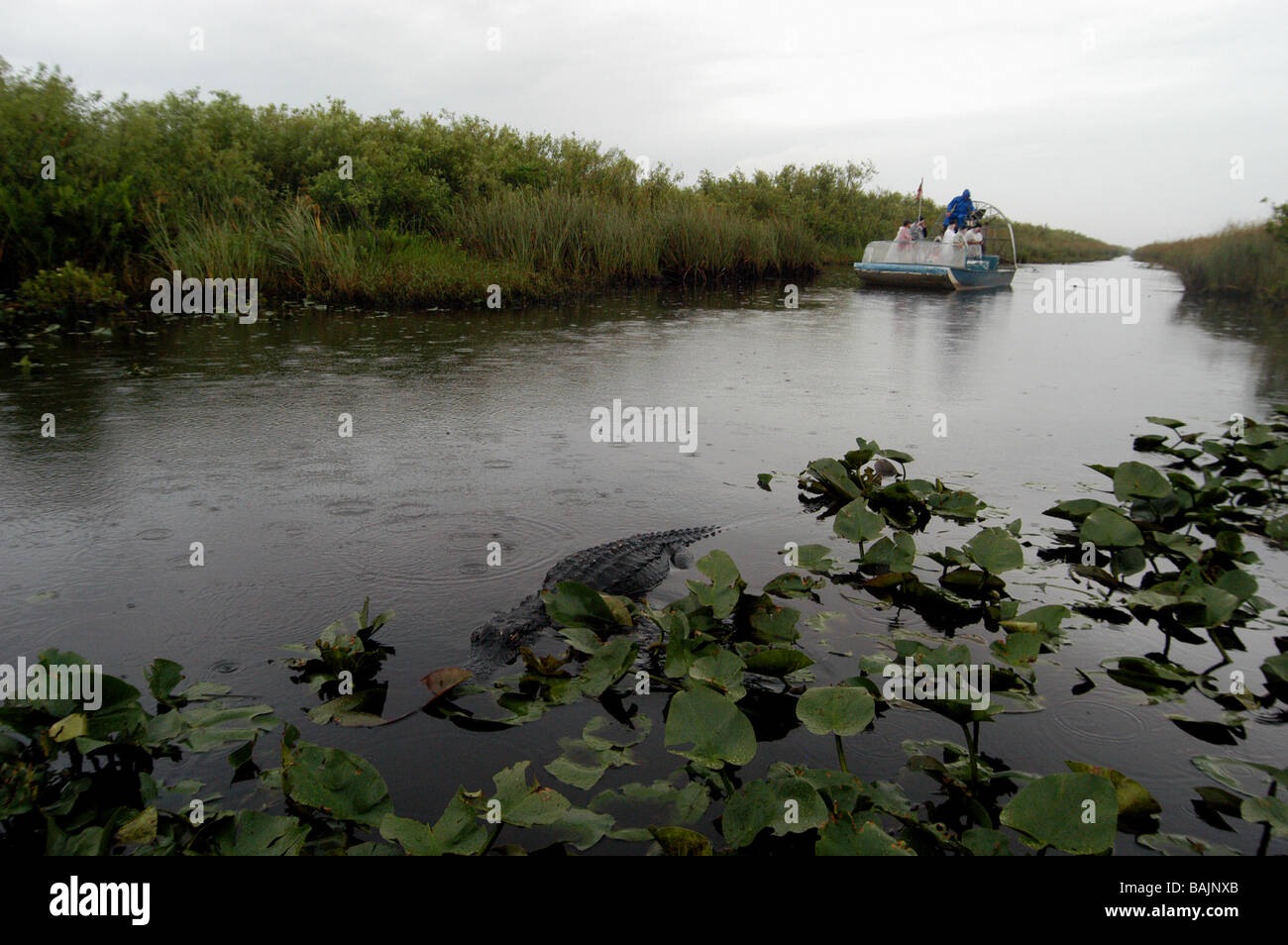 Everglades della Florida alligatori nell'acqua Foto Stock