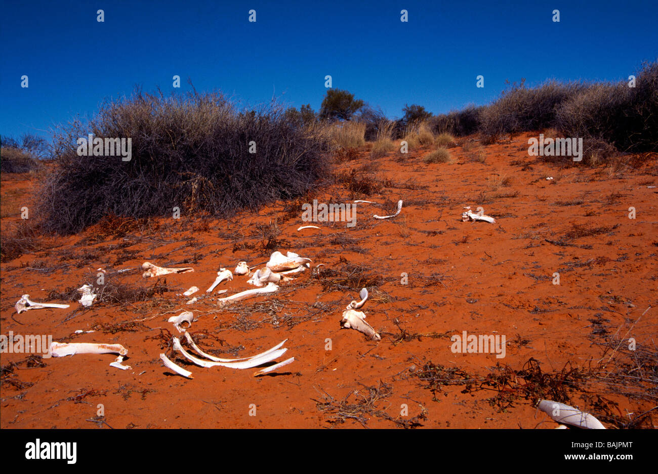 Le ossa di cammello sparsa sopra la Outback Australia del Sud Foto Stock