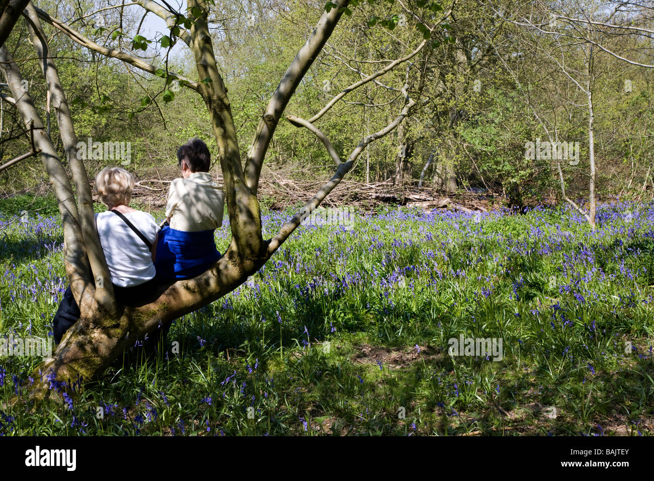 Due donne siedono su un albero ammirando la vista. Hillhouse legno a West Bergholt vicino a Colchester Essex piena di Bluebells in primavera Foto Stock