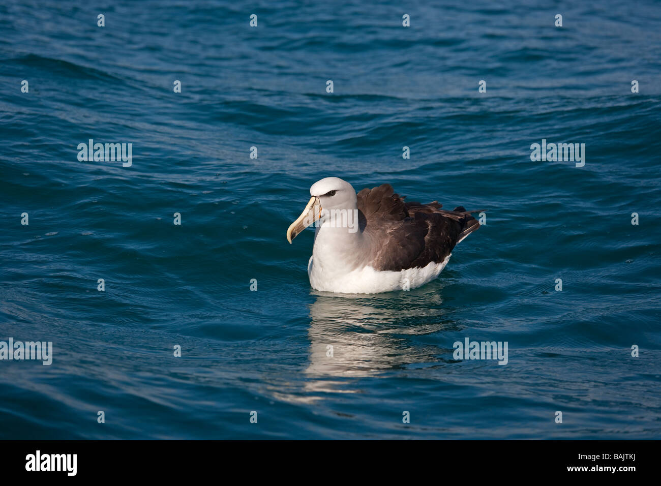 Albatross Diomedea cauta Penisola di Kaikoura Nuova Zelanda con tappo bianco Foto Stock