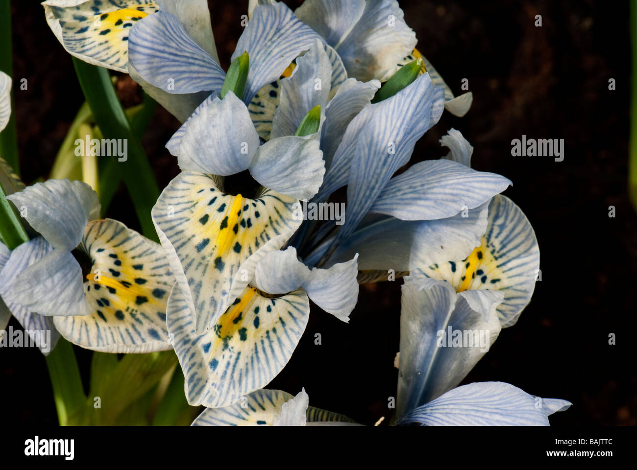 Olandese iris fiore nel giardino di Groot-Bijgaarden al di fuori di Bruxelles, Belgio Foto Stock