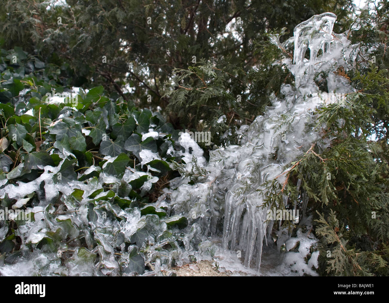 English Ivy evergreen ghiacciata di ghiaccio di ginepro orizzontale icicle freddo inverno piante orizzontale botanico hardy congelati arbusto di congelamento Foto Stock