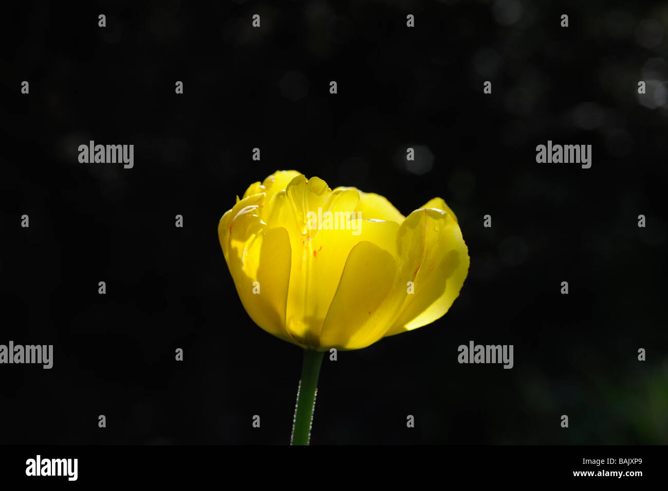 Tulipano giallo in primavera Foto Stock