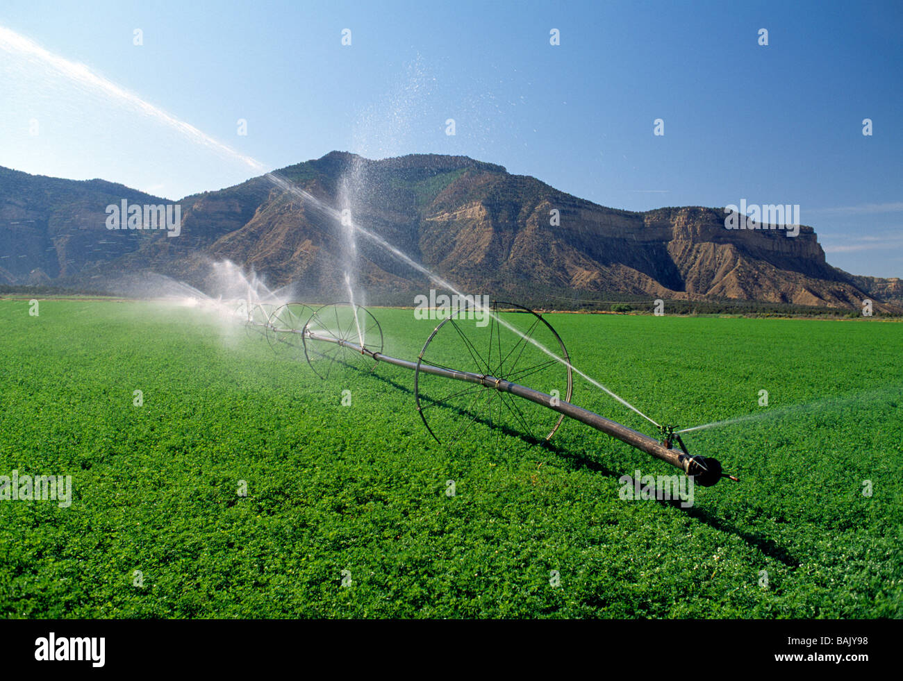 Impianti di irrigazione la spruzzatura di acqua su lussureggianti campi di fattoria vicino a Cortez Nuovo Messico USA Foto Stock