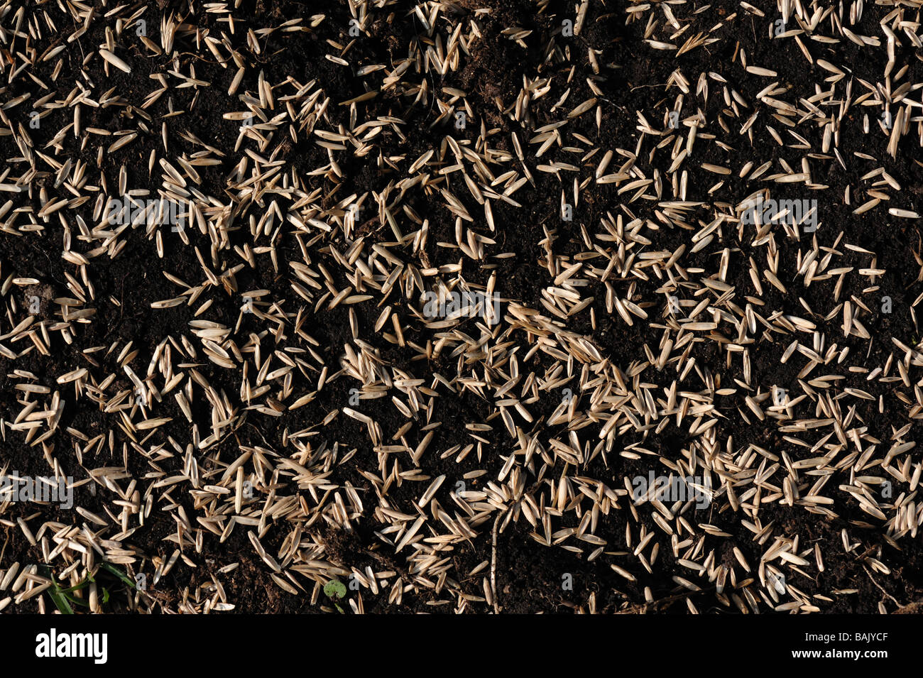 Prato sementi da prato una miscela di loglio inglese sparsi sul suolo Foto Stock
