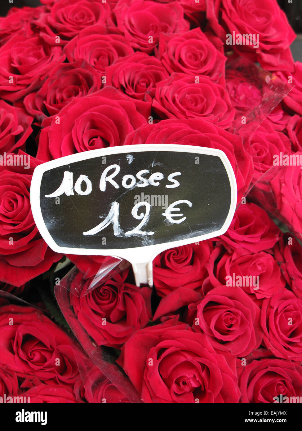 Parisien Rose Foto Stock