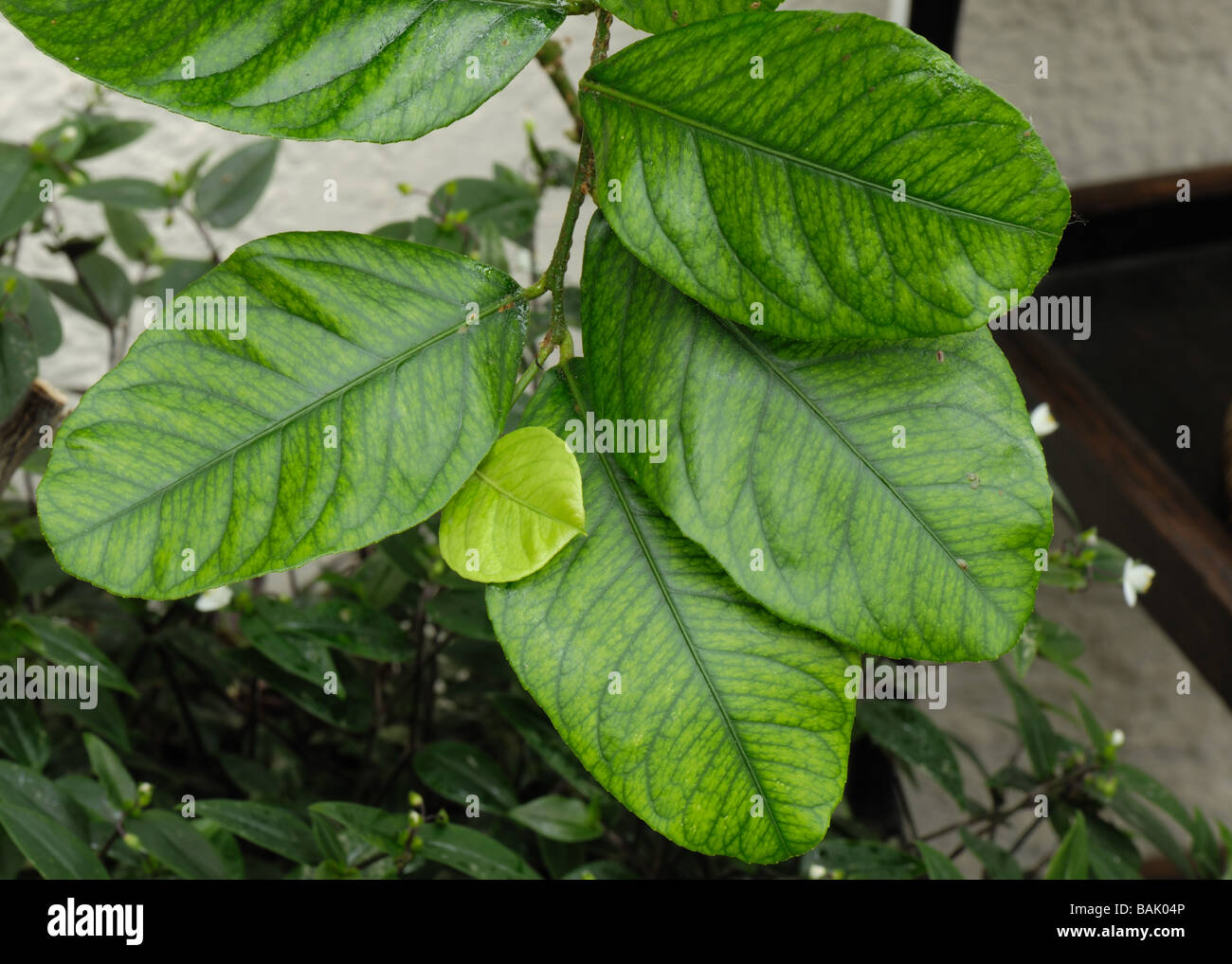 La carenza di ferro sintomi su un conservatorio coltivate piante di limone  Foto stock - Alamy