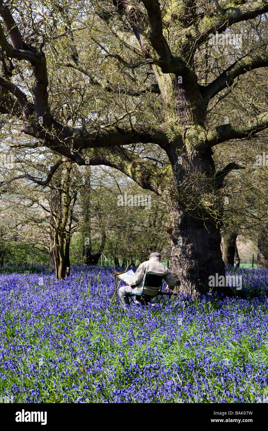 Un uomo anziano VERNICI BLUEBELLS Hillhouse in legno a West Bergholt vicino a Colchester Essex in primavera Foto Stock