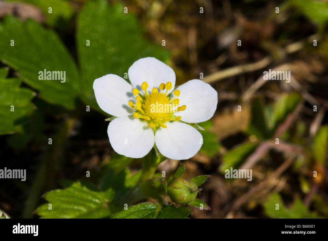 Fragole fiore Foto Stock