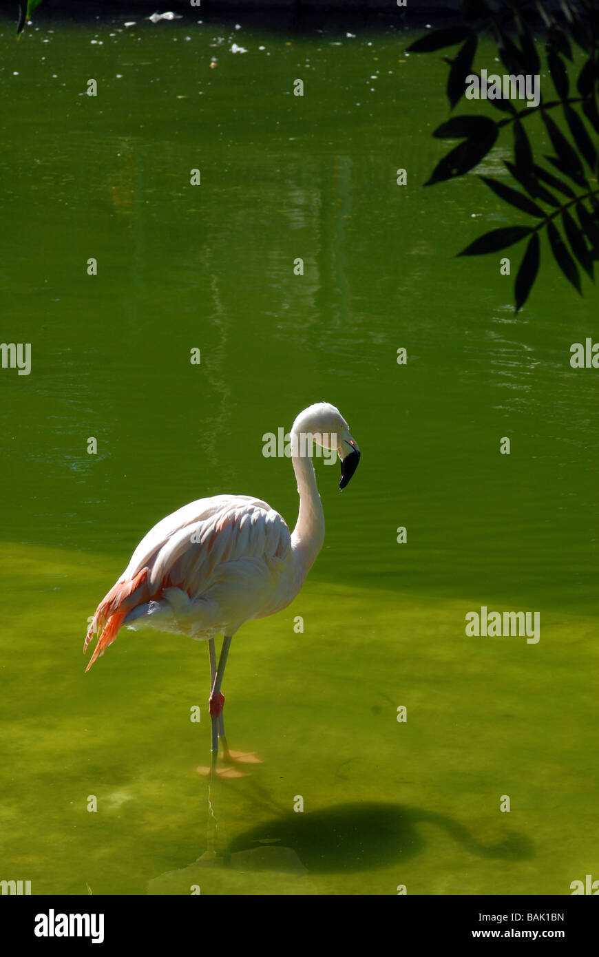 Flemish Flamand rose bird in appoggio in una tranquilla e verde lago di acqua Foto Stock