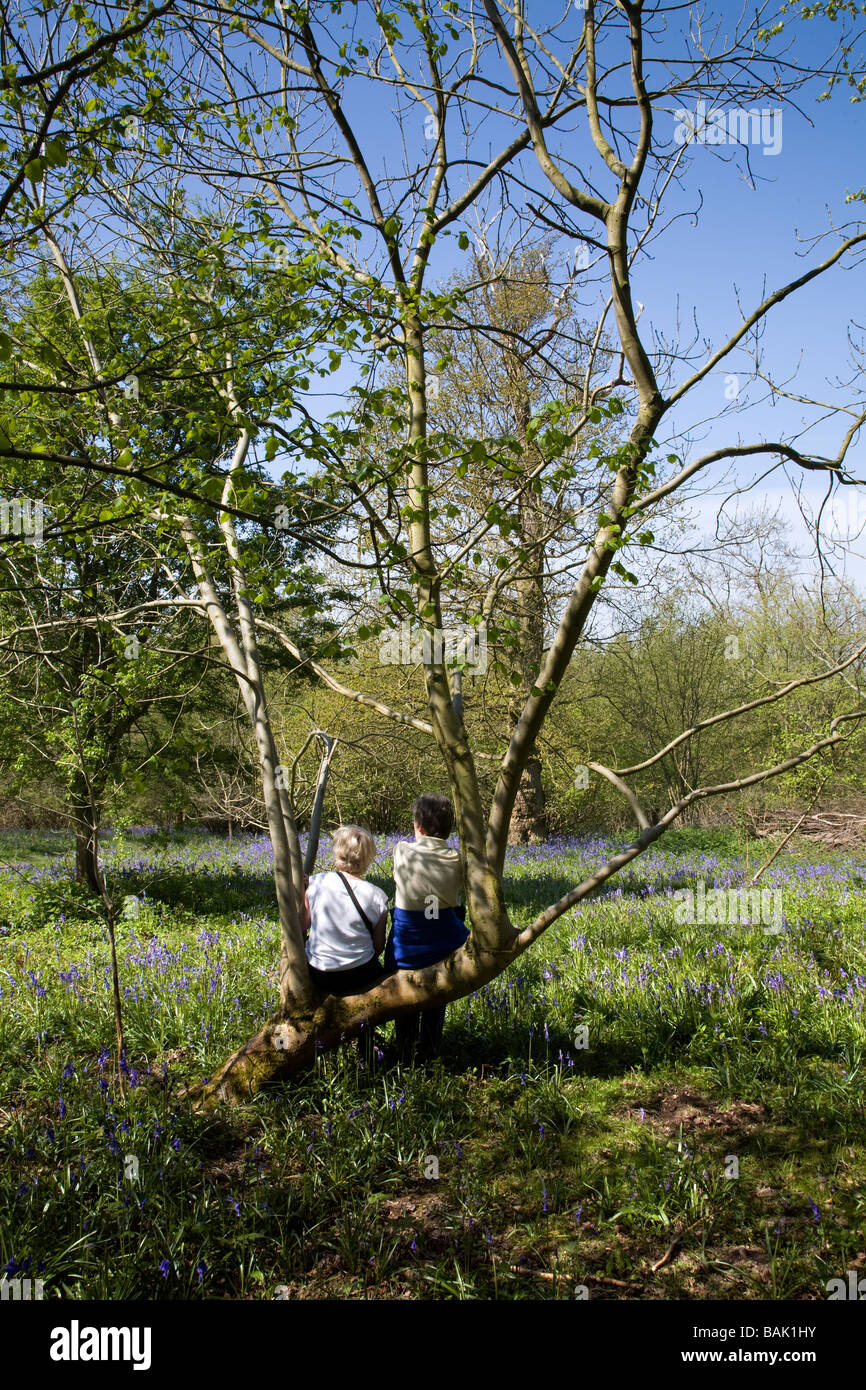 Due donne siedono su un albero ammirando la vista. Hillhouse legno a West Bergholt vicino a Colchester Essex piena di Bluebells in primavera Foto Stock