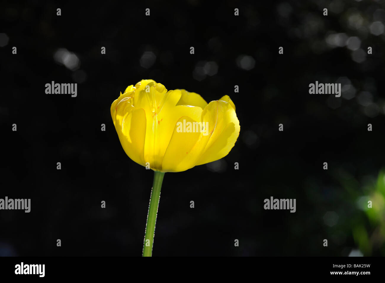 Tulipano giallo in primavera Foto Stock