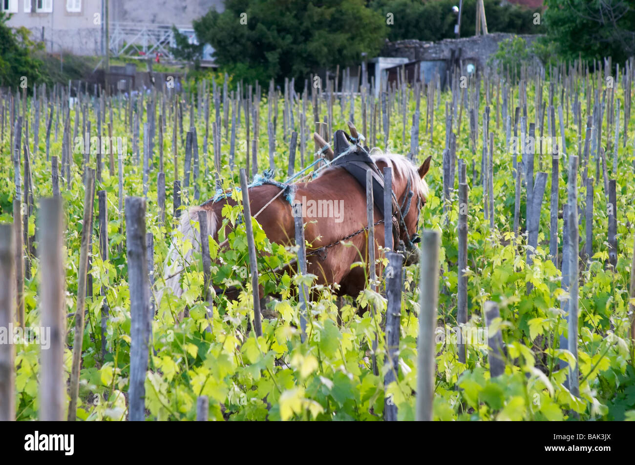 L'aratura del vigneto con un cavallo domaine m sorrel hermitage Rhone Francia Foto Stock