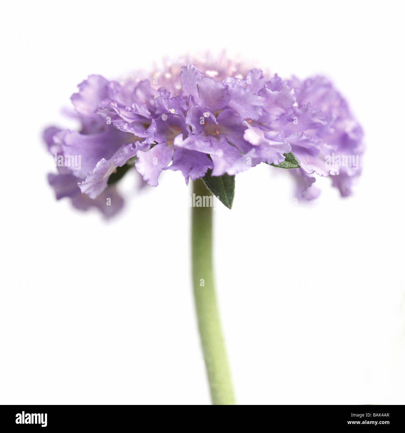 Malva di puntaspilli fiore Scabious (Scabiosa) su uno sfondo bianco Foto Stock