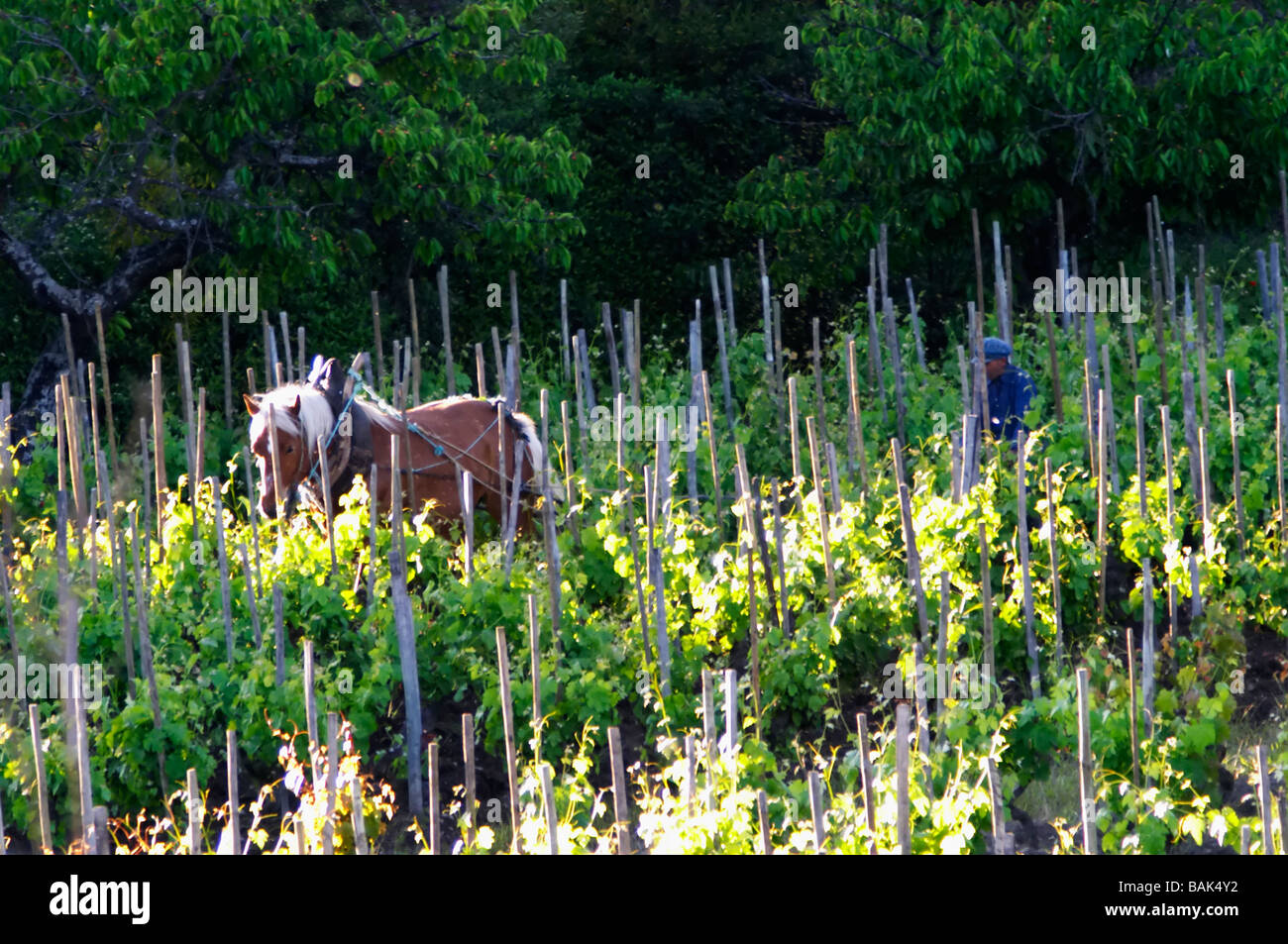 L'aratura del vigneto con un cavallo domaine m sorrel hermitage Rhone Francia Foto Stock