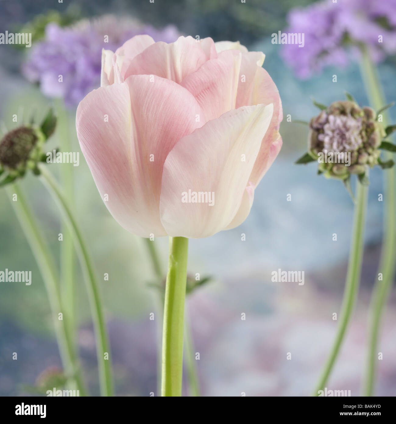 Pink tulip tulipa capolino Mount Tacoma Foto Stock