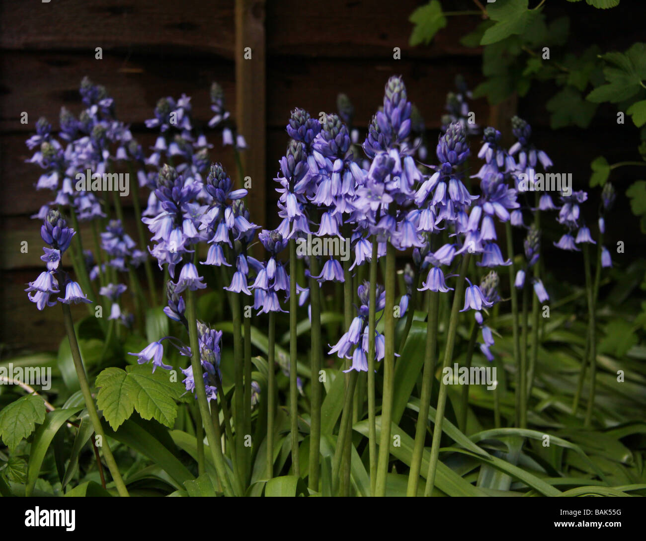 Spanish Bluebells, Hyacinthoides hispanica Scilla hispanica Foto Stock
