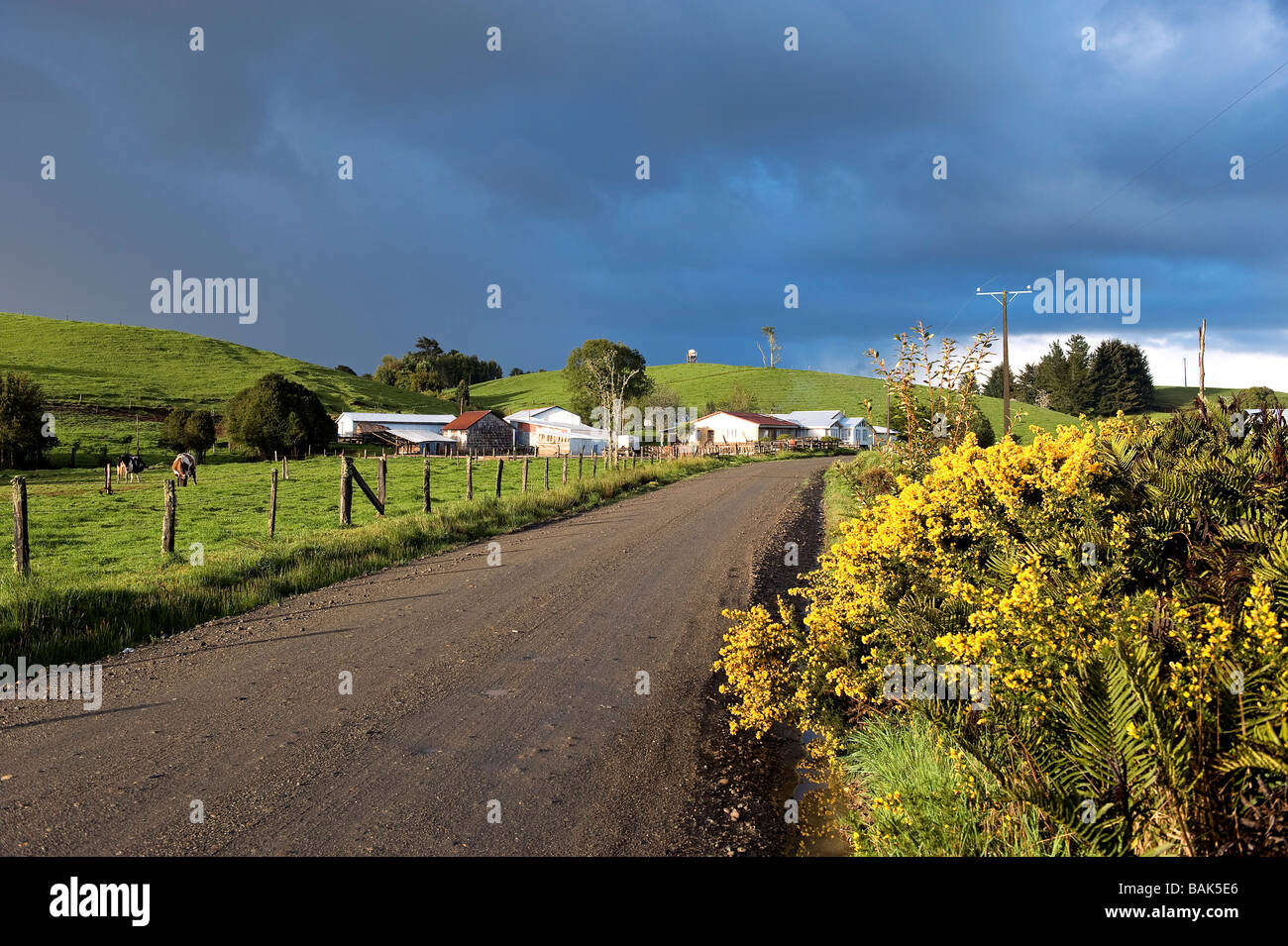 Il Cile, Los Lagos Regione, isola di Chiloé, la riserva ecologica di Punquelinhue, vicolo del paese e Ginestra Foto Stock