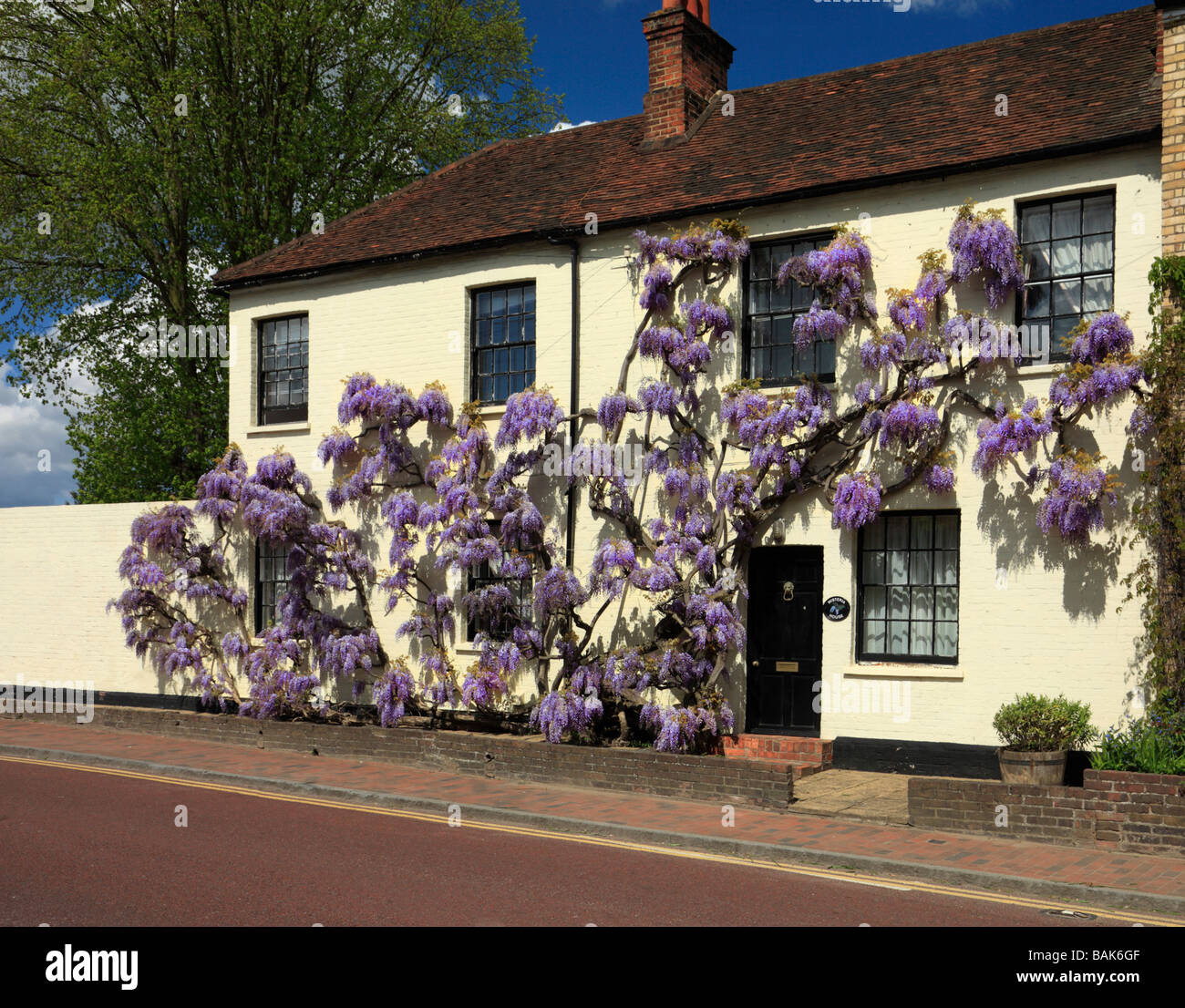 Il Glicine sul muro di una casa di Brasted. Kent England Regno Unito. Foto Stock