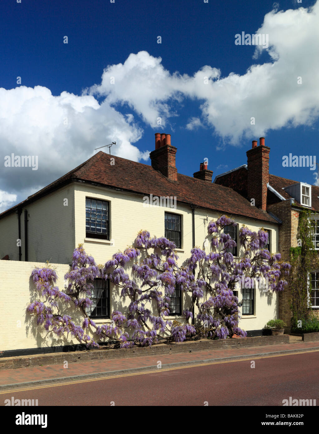 Il Glicine sul muro di una casa di Brasted. Kent England Regno Unito. Foto Stock