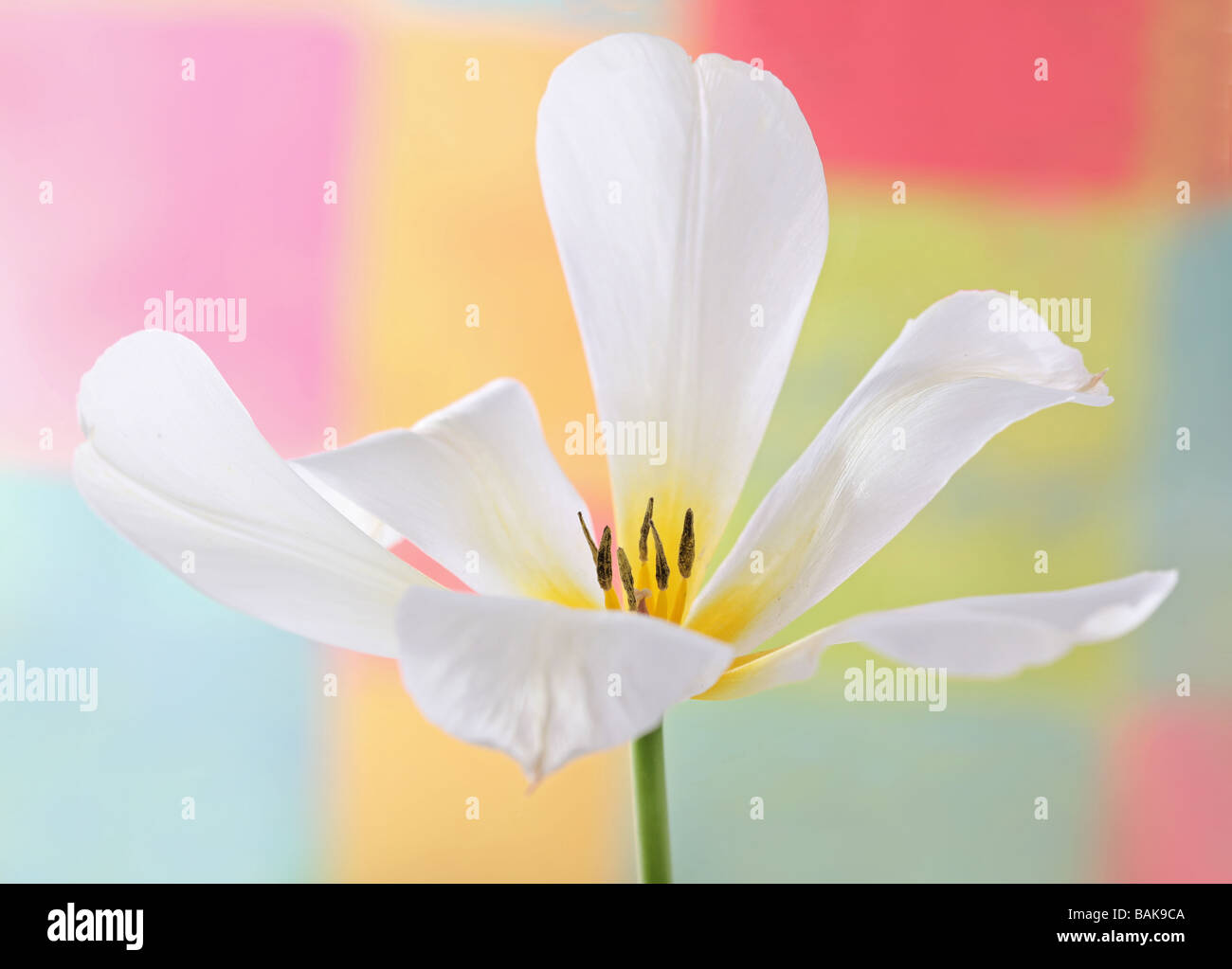White Tulip tulipa testa di fiori Foto Stock