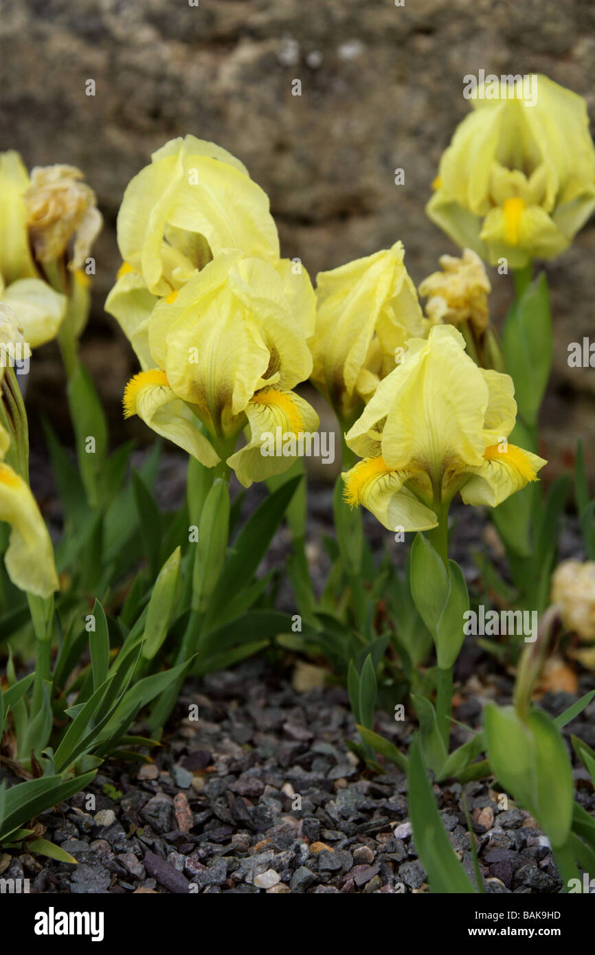 Reichenbach dell'iride, Iris reichenbachii, Iridaceae, Sud Est Europa Foto Stock