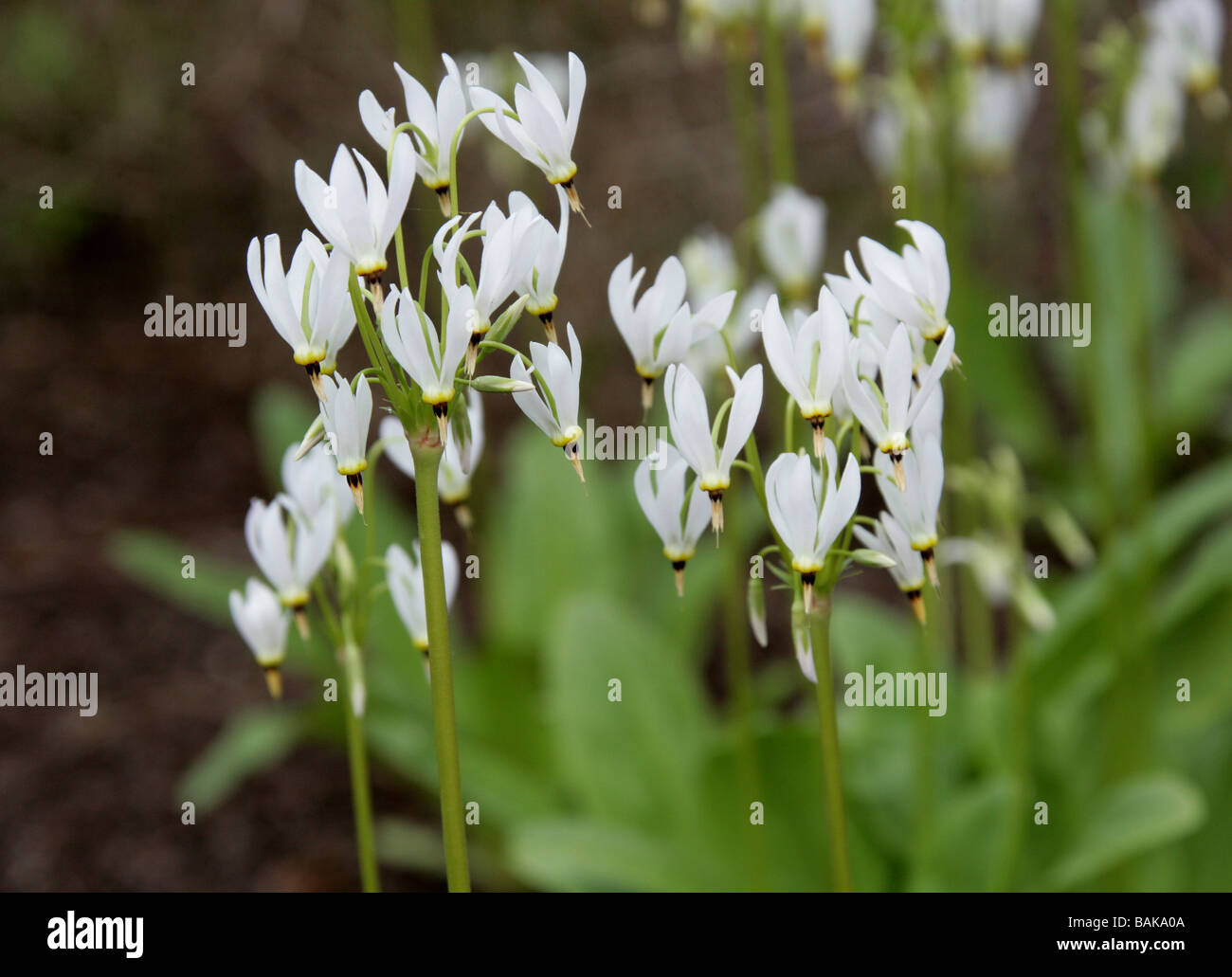 Shooting Star o orgoglio di Ohio, Dodecatheon meadia, Primulaceae, Nord America, STATI UNITI D'AMERICA Foto Stock