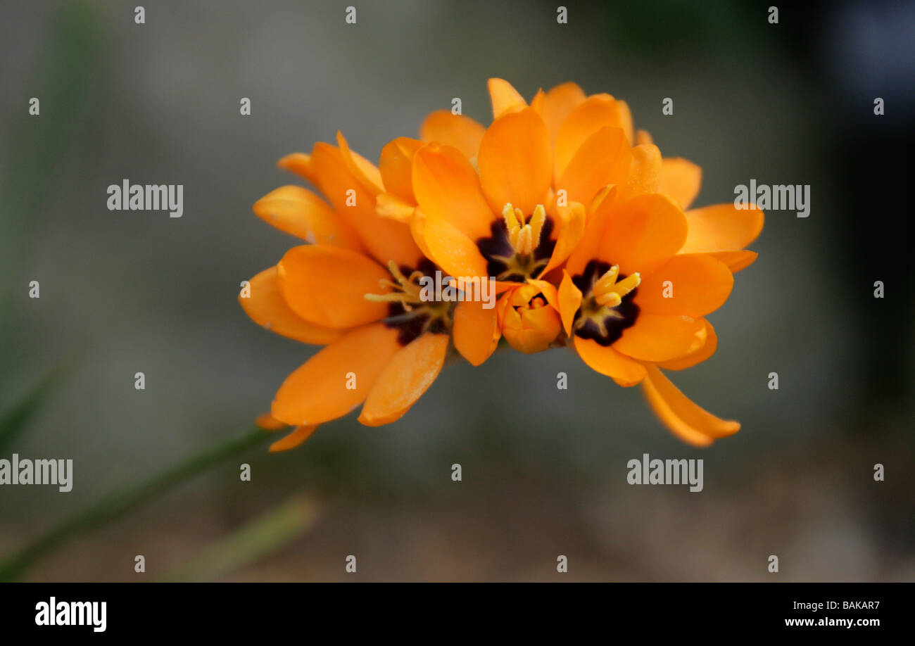 Mais africano Lily, Ixia maculata, Iridaceae, Provincia del Capo, in Sud Africa Foto Stock