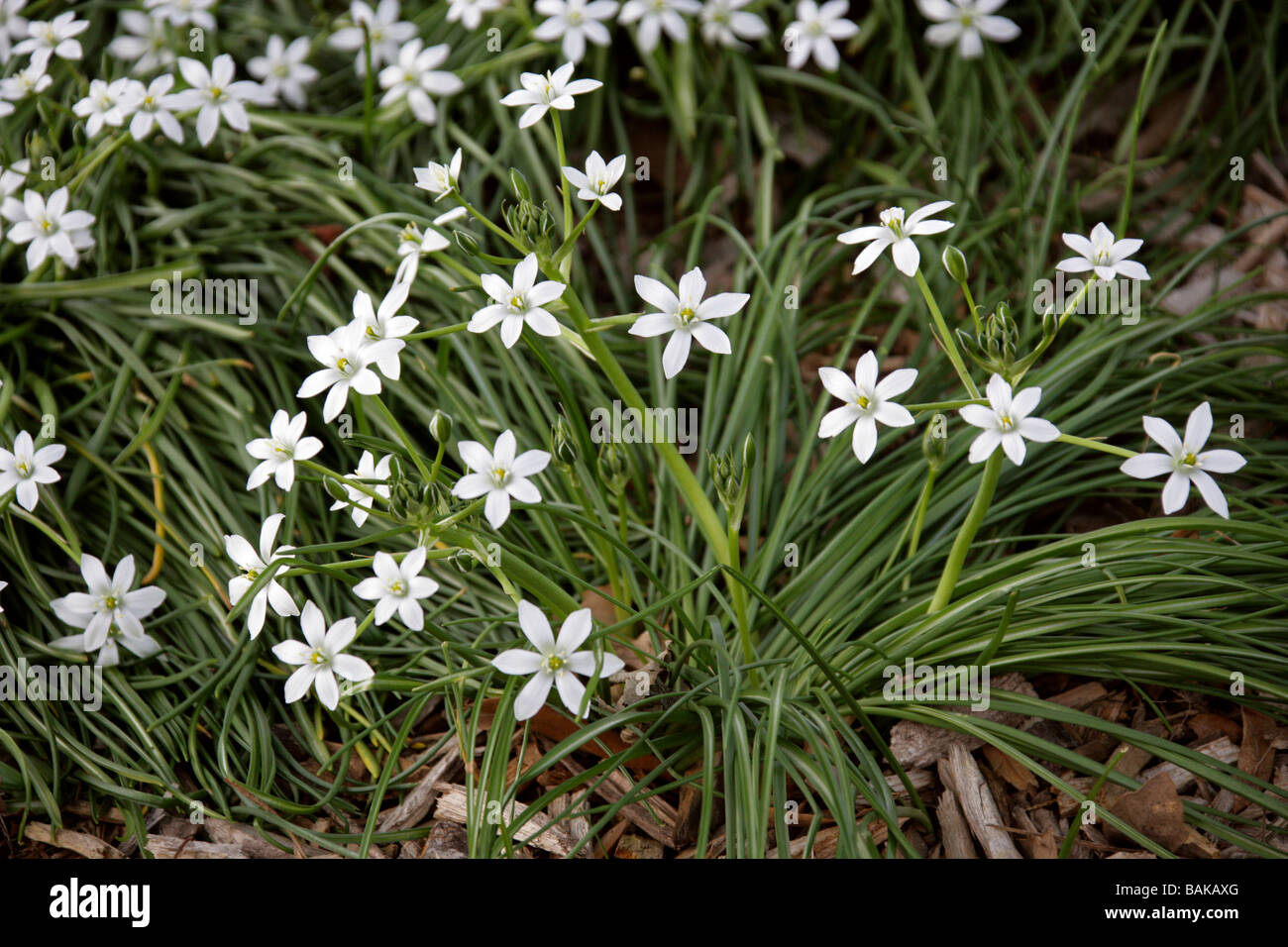 Comune di Stella di Betlemme, Ornithogalum umbellatum, Hyacinthaceae, UK, British selvaggio fiore. Foto Stock