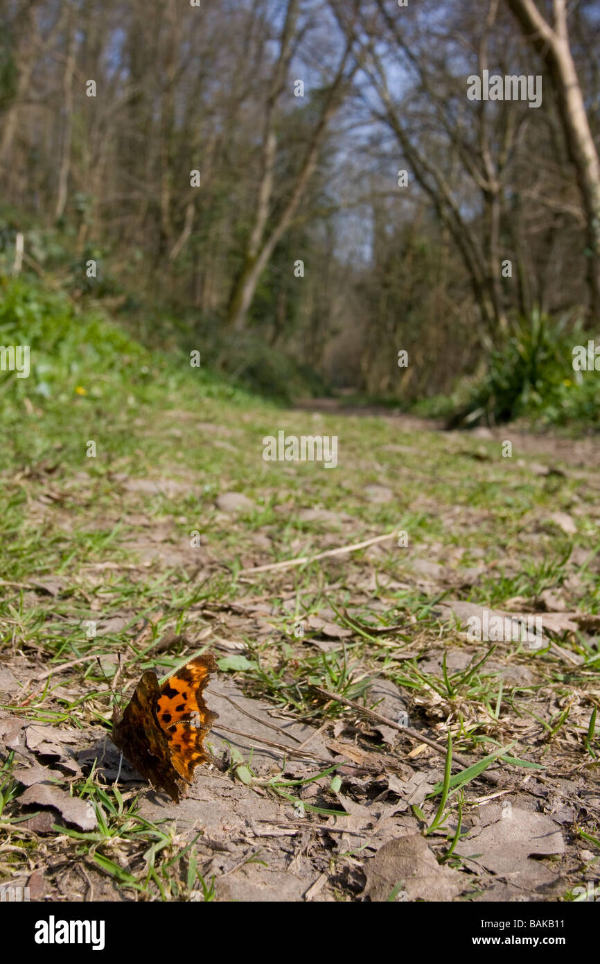 Ampio angolo di visione di virgola Polygonia c-album farfalla posata sul percorso con ali aperte sul percorso del bosco, Worcestershire, Regno Unito. Foto Stock