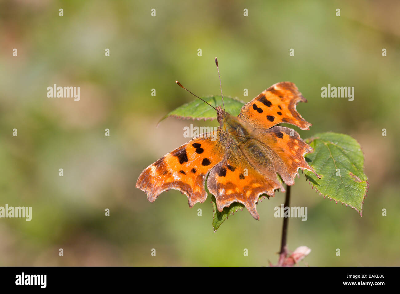 Ampio angolo di visione di virgola Polygonia c-album farfalla posata su rovo con alette aperte nel bosco, Worcestershire, Regno Unito. Foto Stock