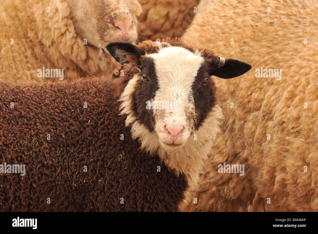 Pecora zwartbles ovini Foto Stock