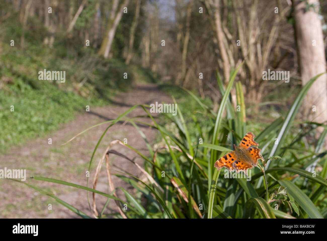 Ampio angolo di visione di virgola Polygonia c-album farfalla posata su iris sp con ali aperte sul percorso del bosco, Worcestershire, Regno Unito. Foto Stock