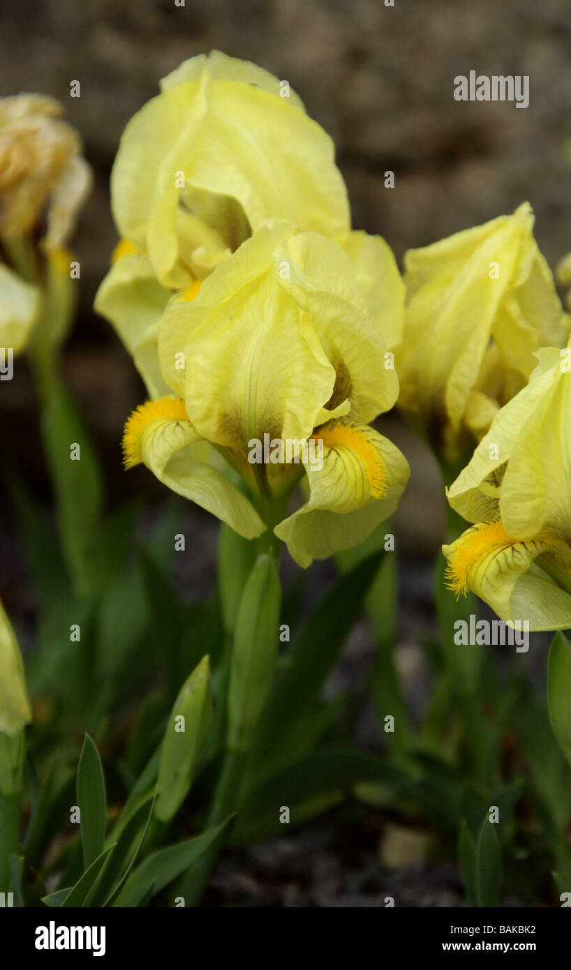 Reichenbach dell'iride, Iris reichenbachii, Iridaceae, Sud Est Europa Foto Stock