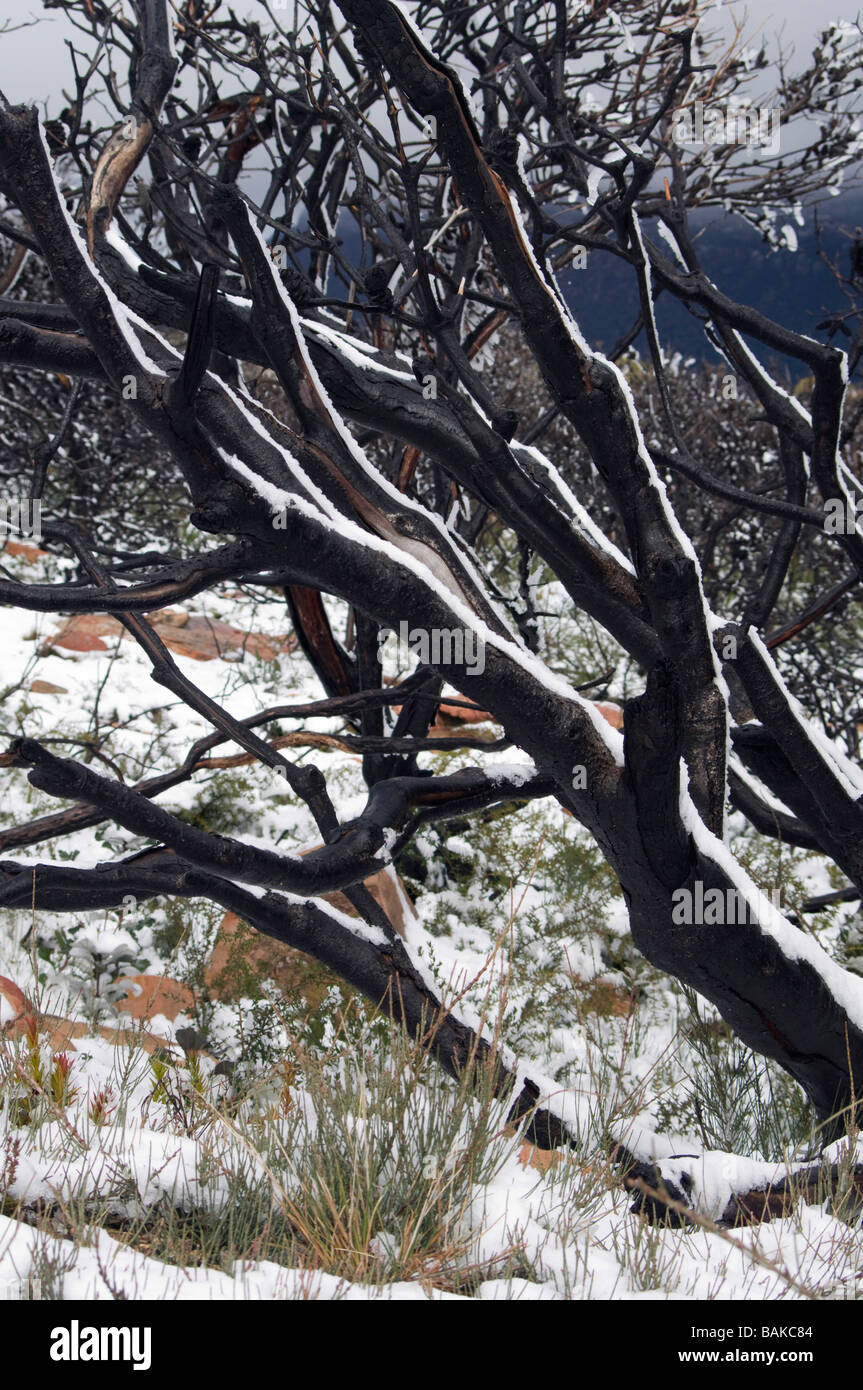 Neve e ghiaccio su alberi bruciati Foto Stock