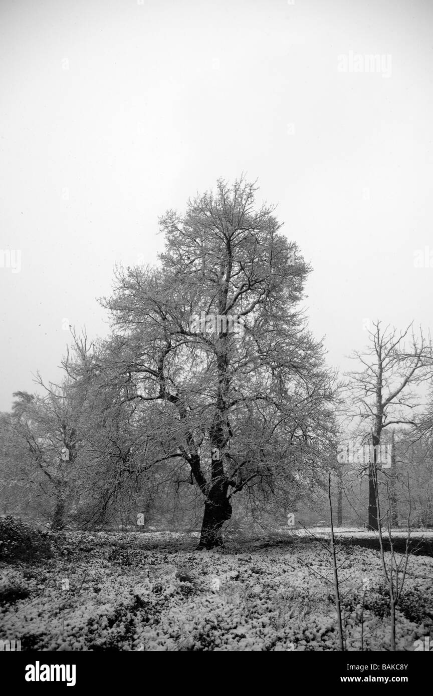 Un albero di quercia in inverno con una copertura di neve Foto Stock