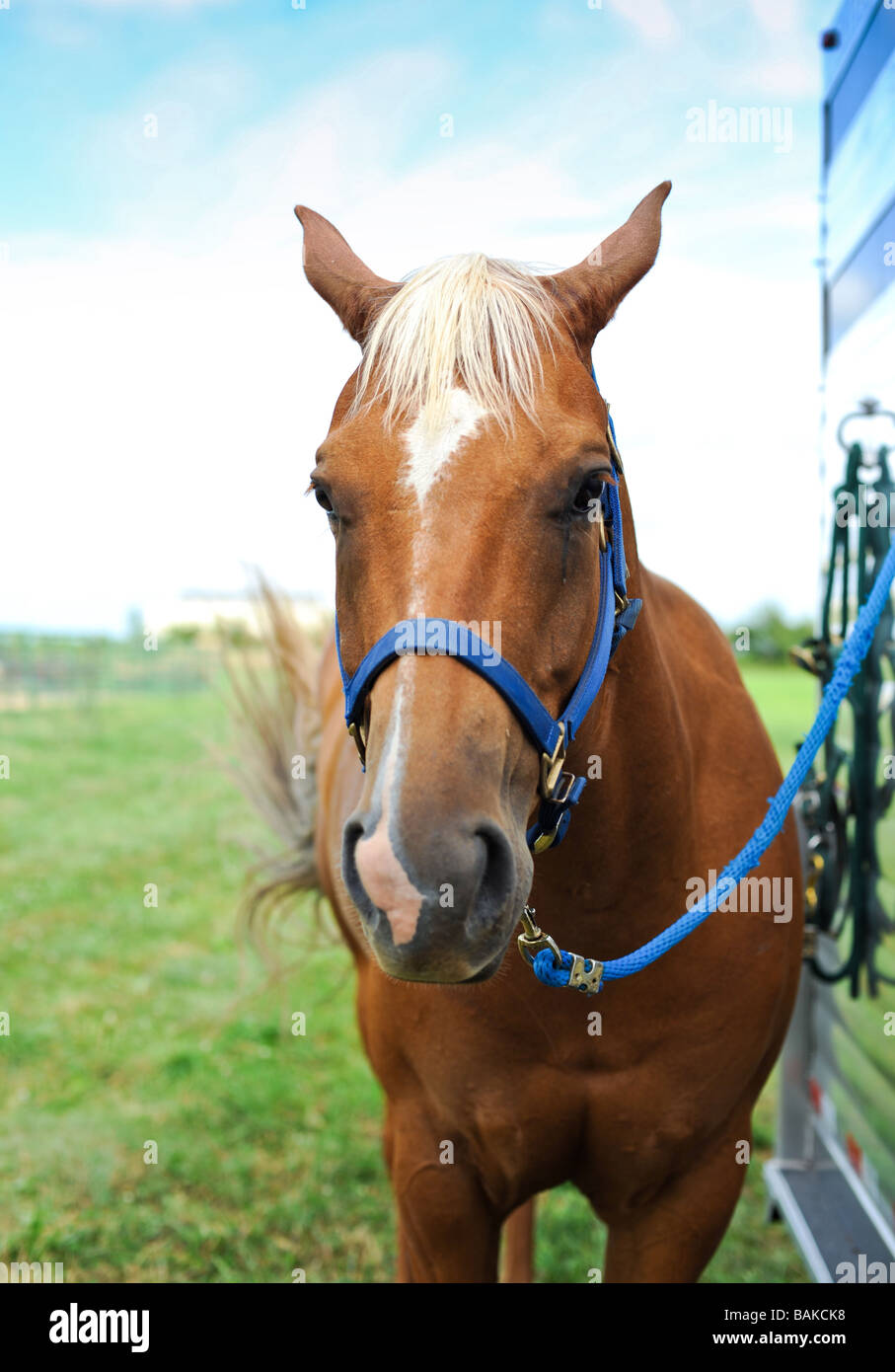 Horse è collegato a un rimorchio a rodeo Foto Stock