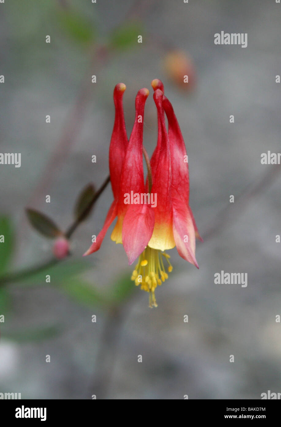 Columbine canadese aka Red aquilegia alpina o selvatiche, Columbine Aquilegia canadensis, Ranunculaceae, Canada, America del Nord Foto Stock