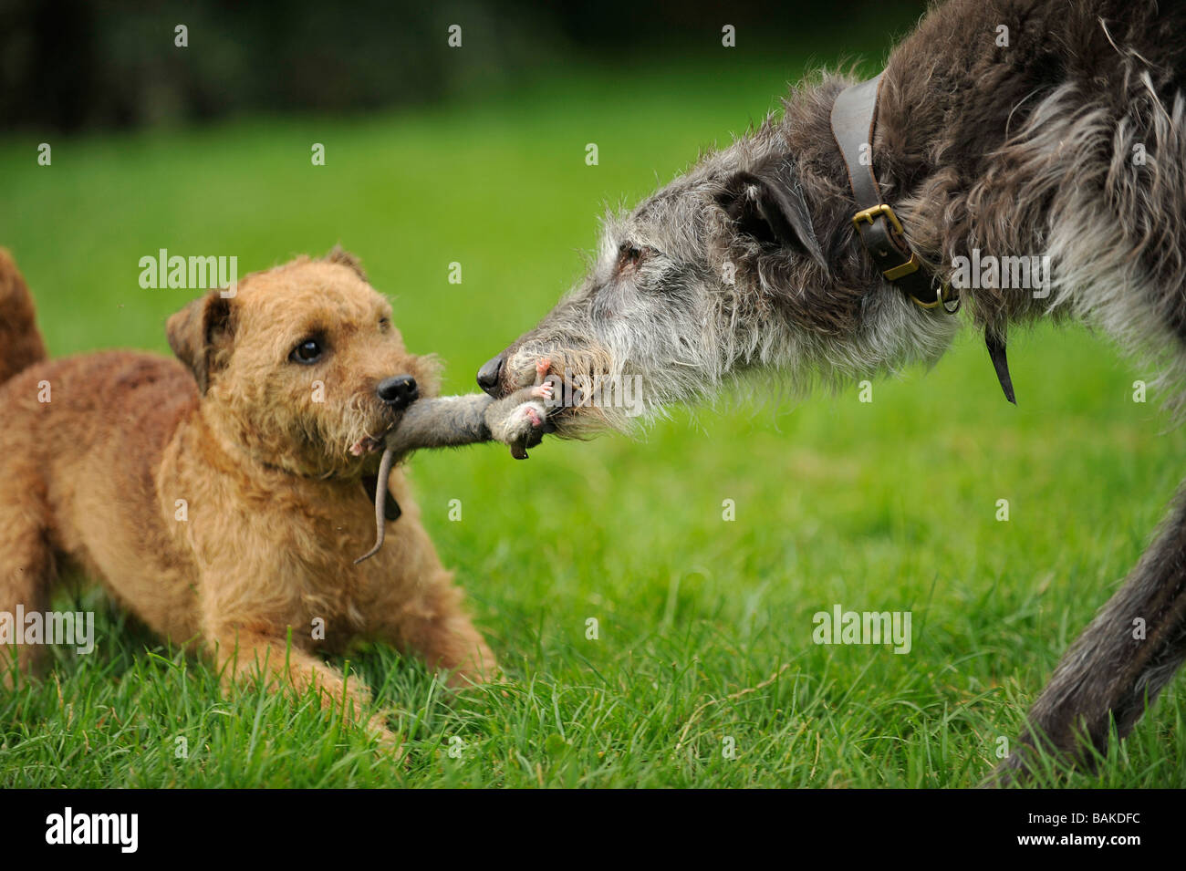 Lakeland terrier deerhound e la cattura di un ratto e giocare rimorchiatore di guerra Foto Stock