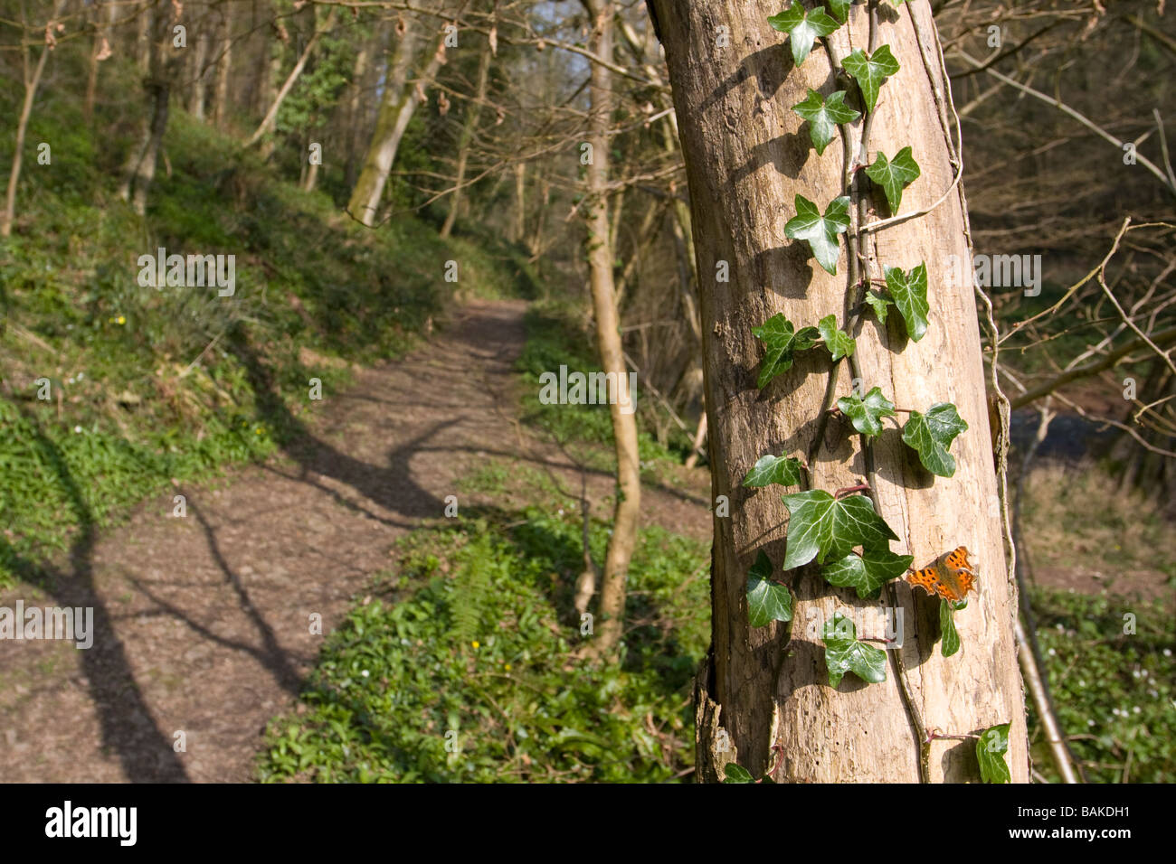 Ampio angolo di visione di virgola Polygonia c-album butterfly in appoggio sul lato dell'albero ali aperte sul percorso del bosco, Worcestershire, Regno Unito. Foto Stock