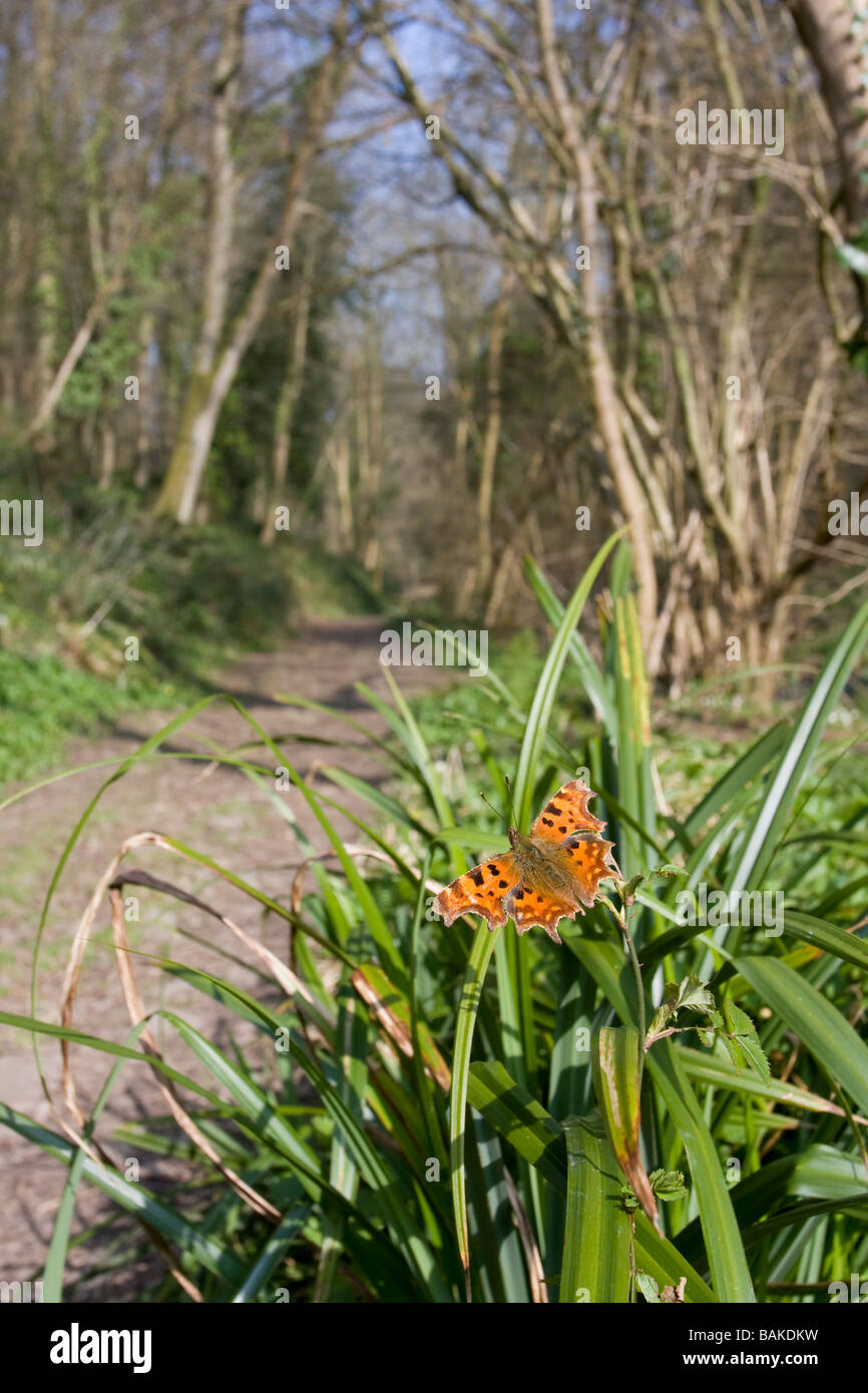 Ampio angolo di visione di virgola Polygonia c-album farfalla posata su iris sp con ali aperte sul percorso del bosco, Worcestershire, Regno Unito. Foto Stock