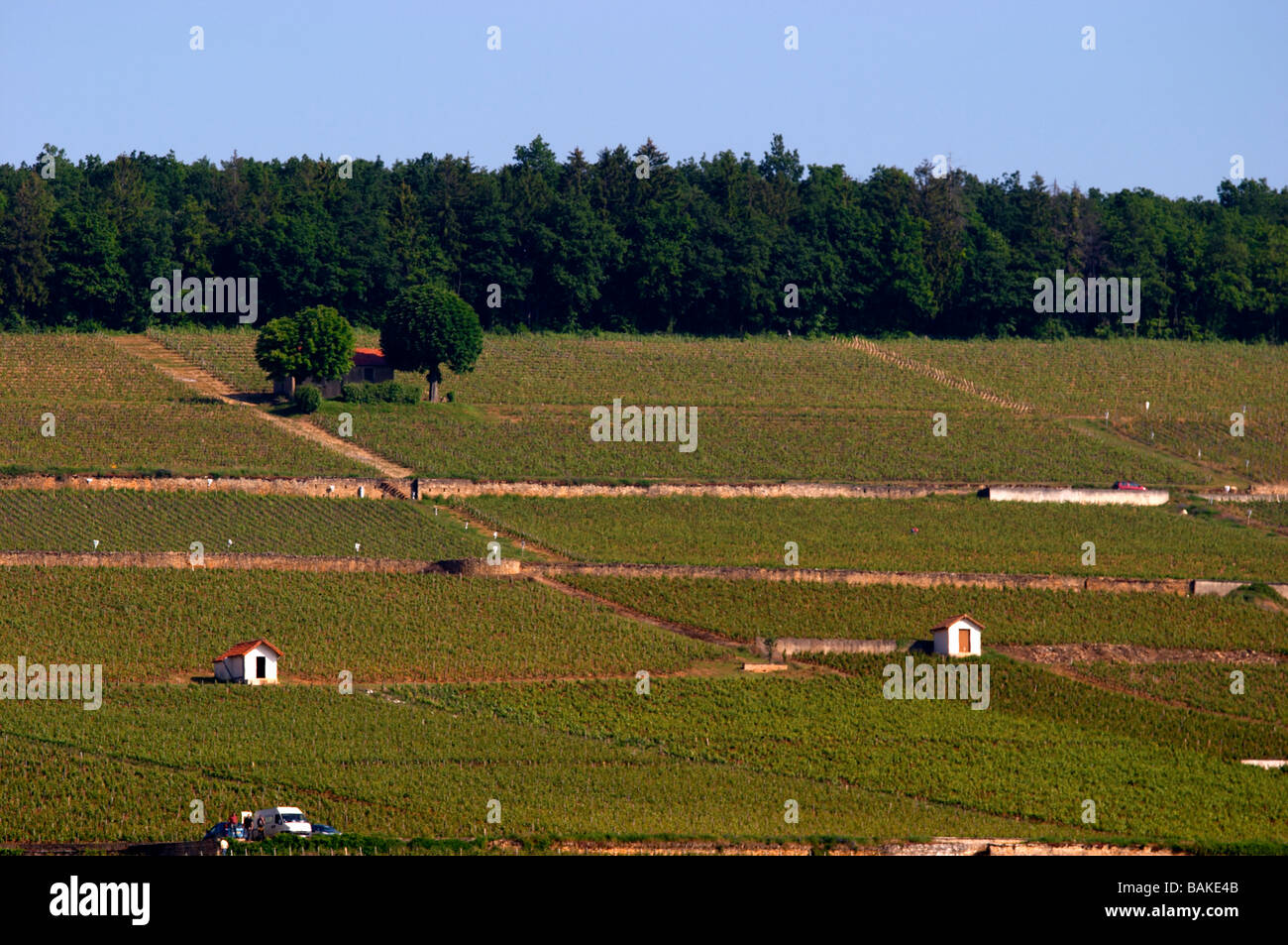 Capanna del vigneto corton hill Aloxe-corton Cote de Beaune Borgogna Francia Foto Stock