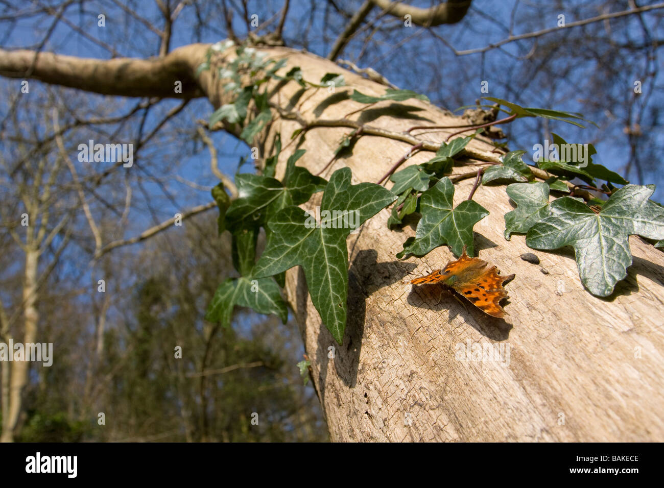 Ampio angolo di visione di virgola Polygonia c-album crogiolarsi a farfalla sul lato di albero, alette aperte nel bosco, Worcestershire, Regno Unito. Foto Stock