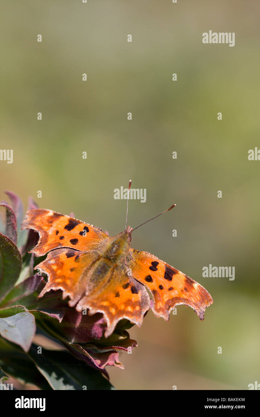 Ampio angolo di visione di virgola Polygonia c-album farfalla posata sulla pianta con alette aperte nel bosco, Worcestershire, Regno Unito. Foto Stock