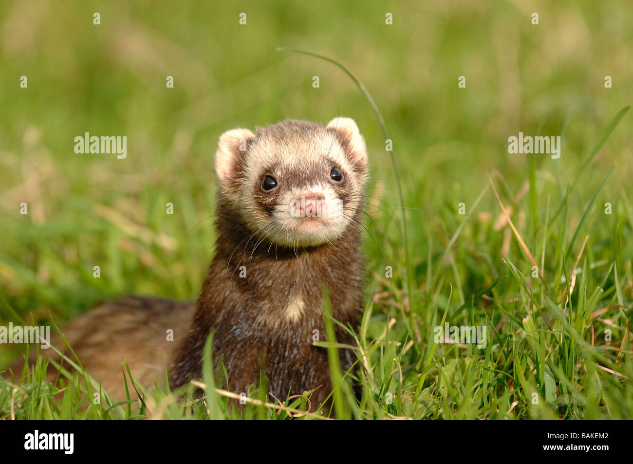Polecat ferret in un campo Foto Stock