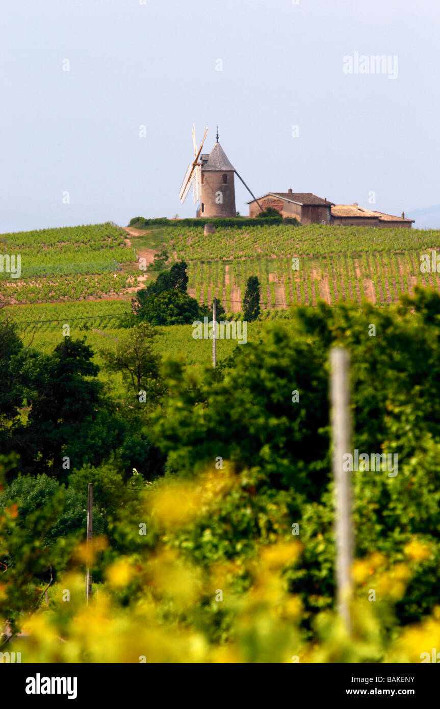 Mulino a vento vigna moulin uno sfiato beaujolais Borgogna Francia Foto Stock