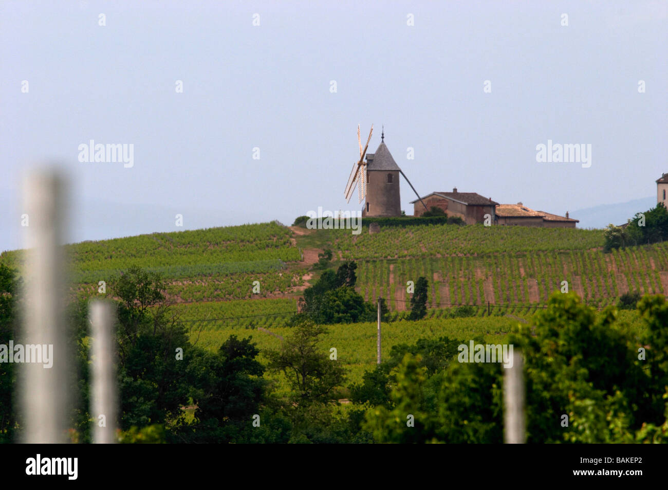 Mulino a vento vigna moulin uno sfiato beaujolais Borgogna Francia Foto Stock