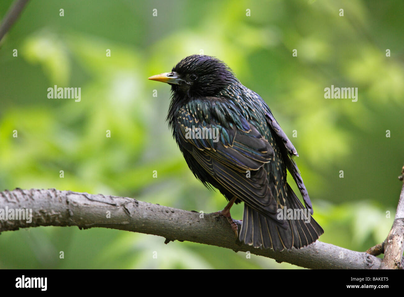 Unione Starling Sturnus vulgaris vulgaris Foto Stock
